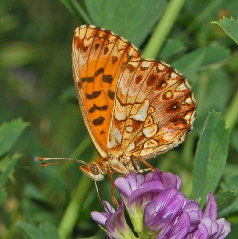 Boloria dia, Brenthis ino e Boloria titania - Nymphalidae